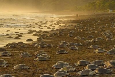 Ostional Sea Turtles