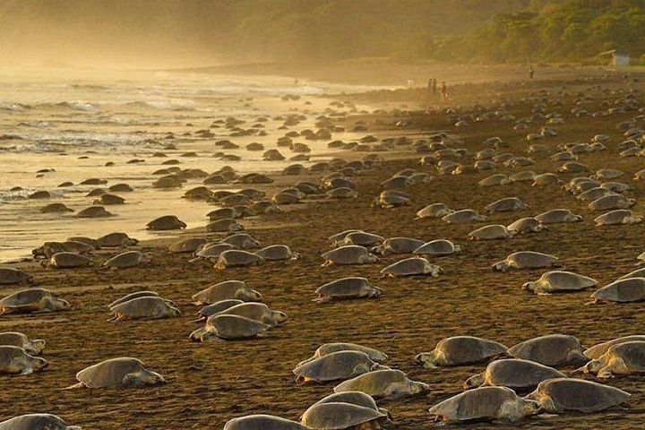 Ostional Sea Turtles